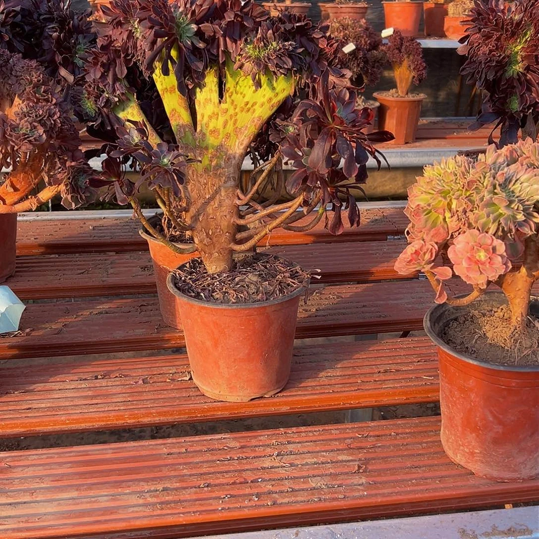 四**姐欧嘉莉缀化脱土发货