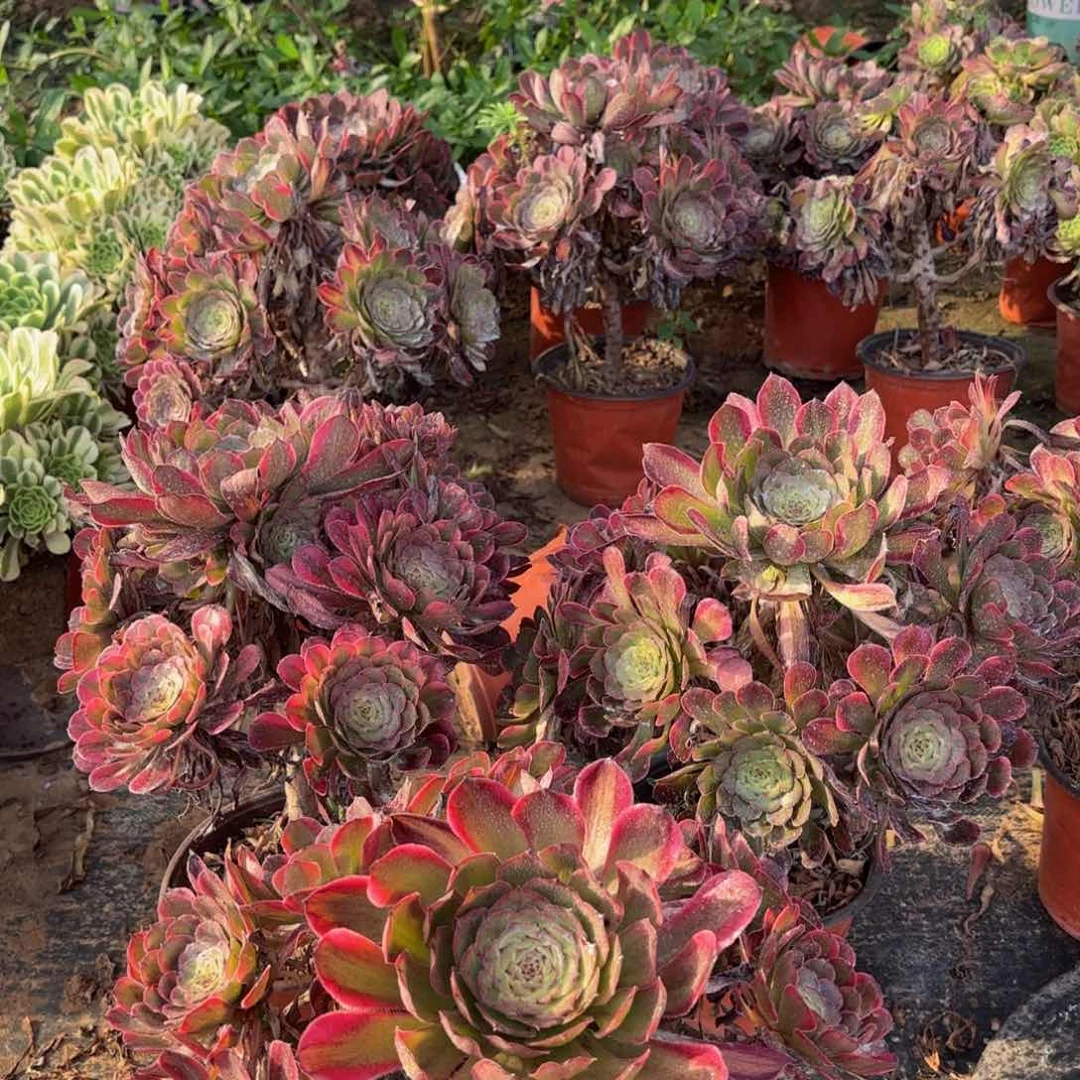 红金刚13.8多肉植物