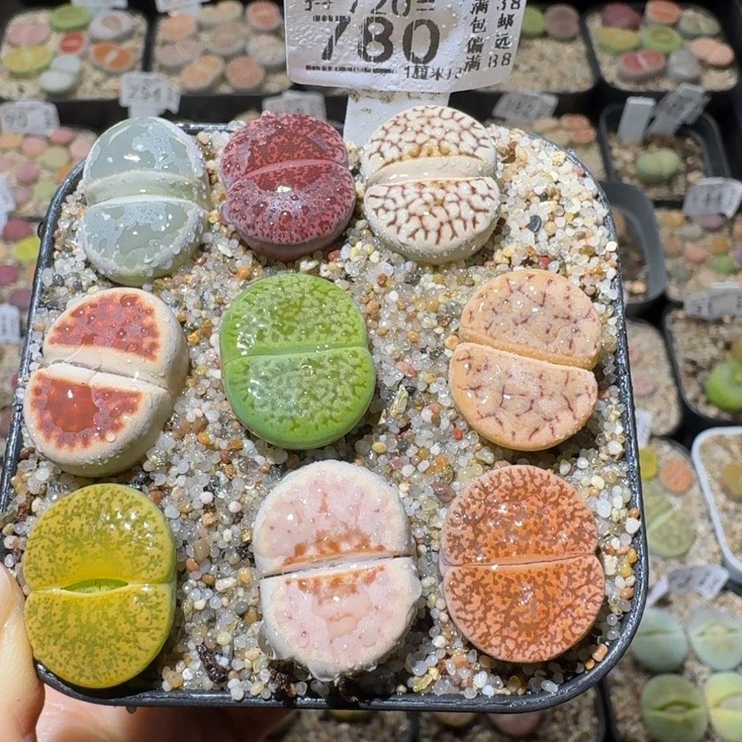 Sss精品便宜出780