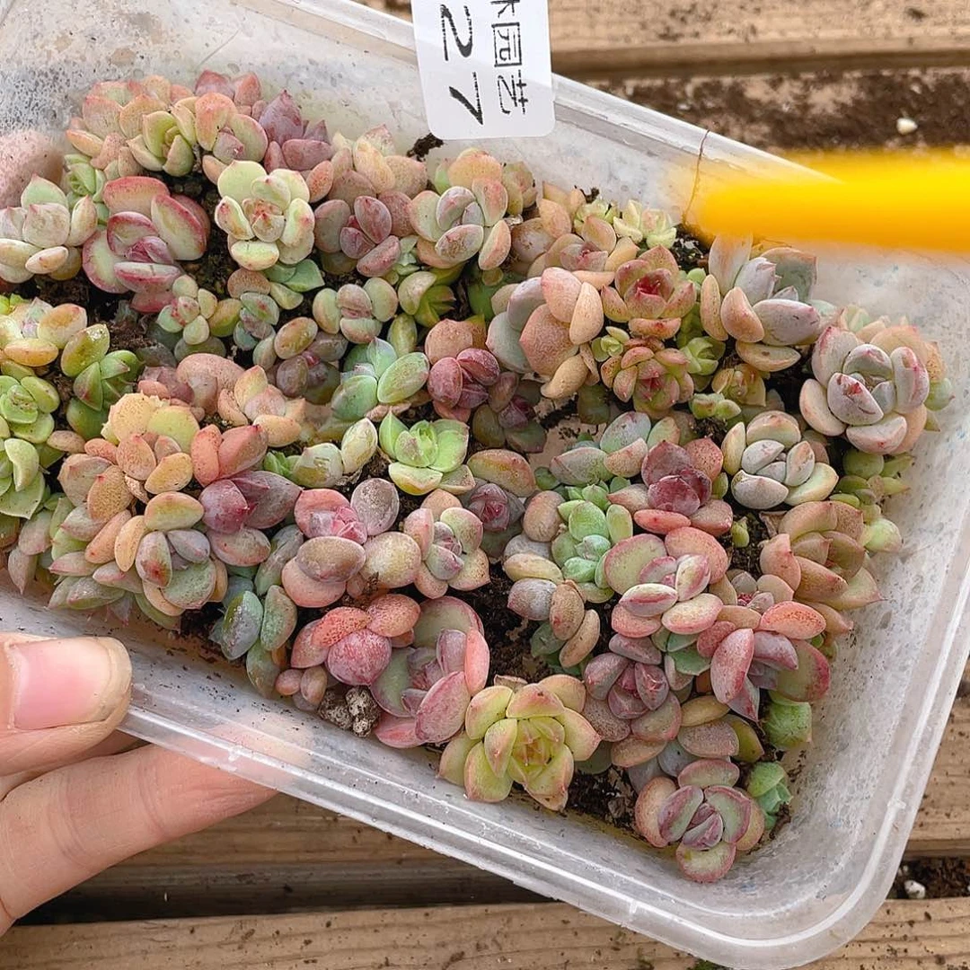 多肉植物多肉植物527