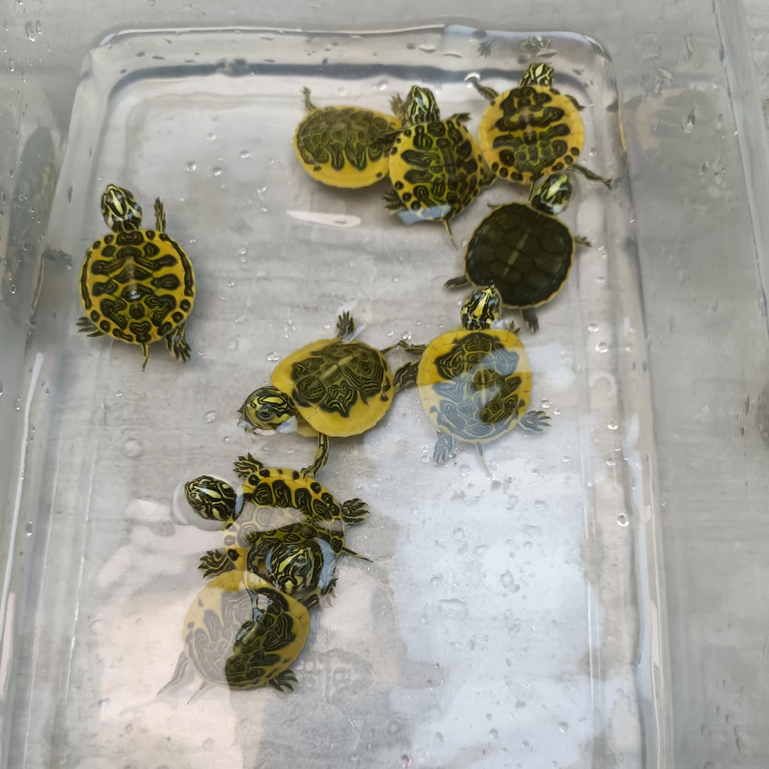 深水火焰龟鱼缸观赏宠物活体