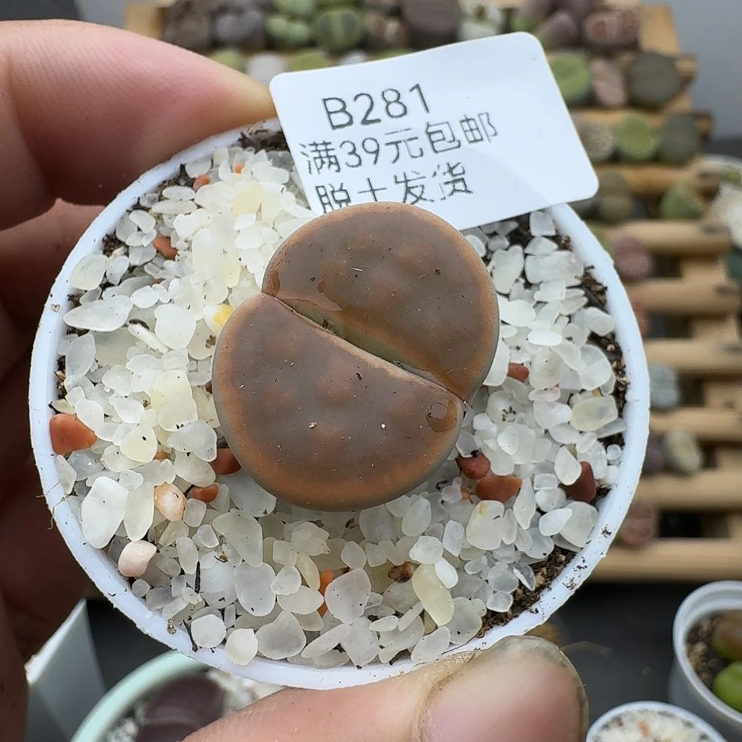 281多肉哈哈哈哈哈哈哈