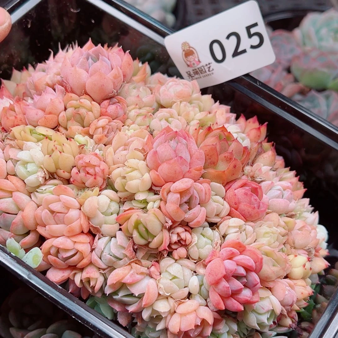 多肉植物多肉植物