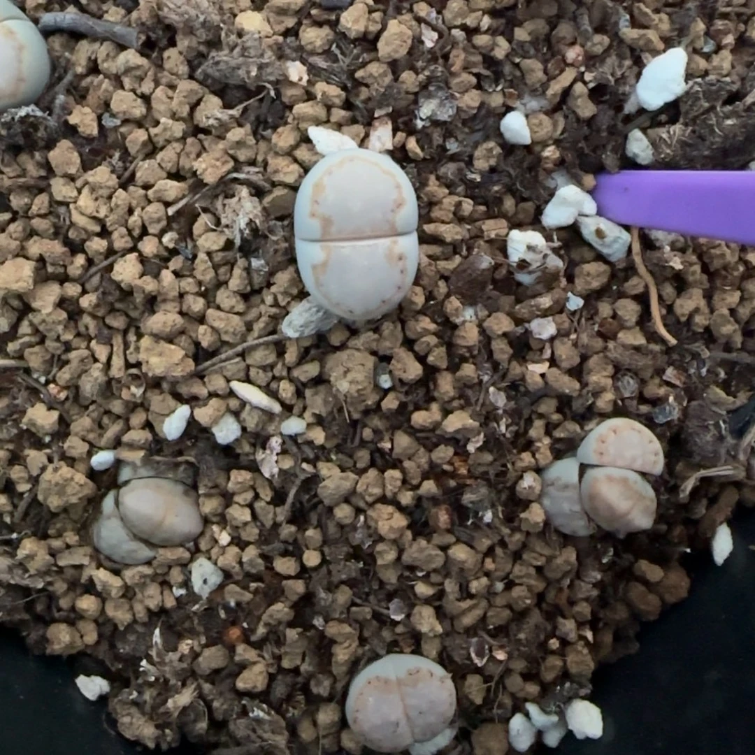 003二蜕饼干216可挑