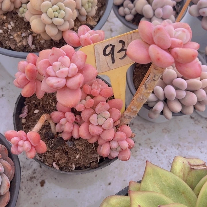 健健康康平平安安