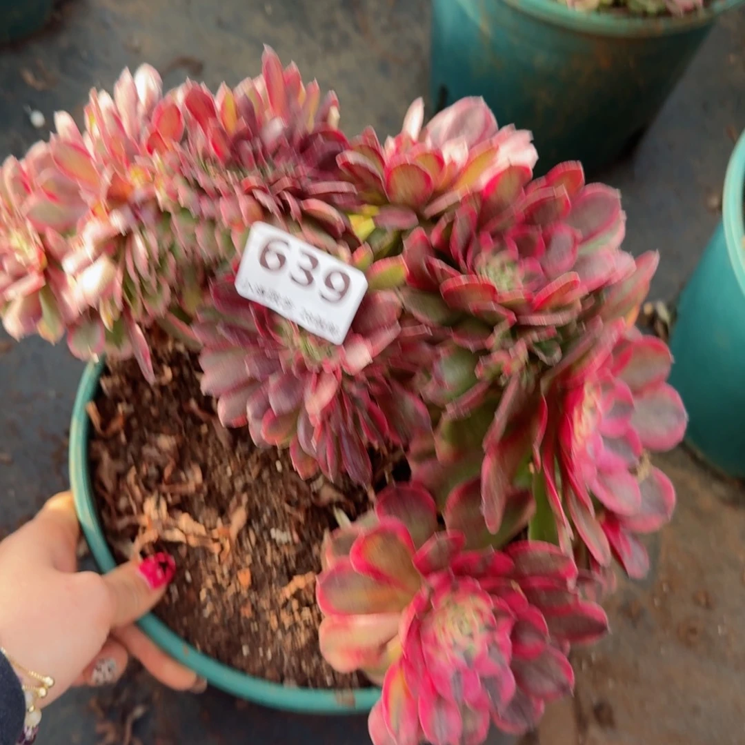 639荔枝缀化多肉植物满28包邮