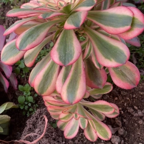 766初恋砍过满25包邮多肉