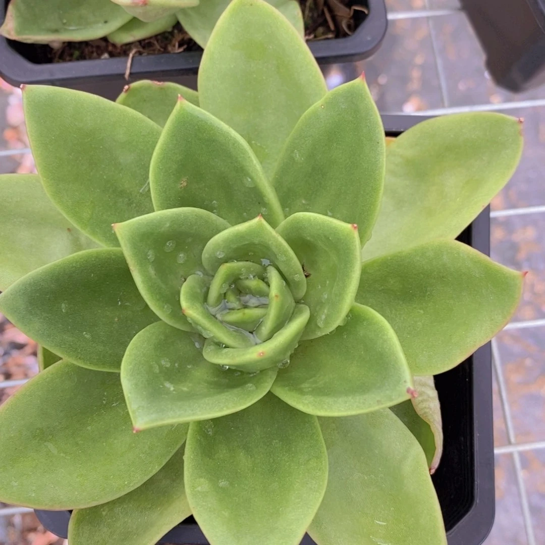 翠花大单头精控精养