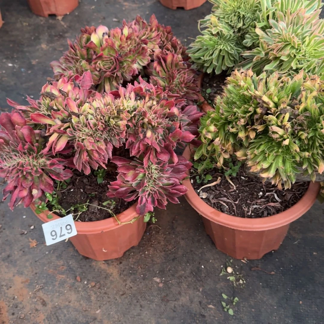 676组合缀化多肉植物满28包邮