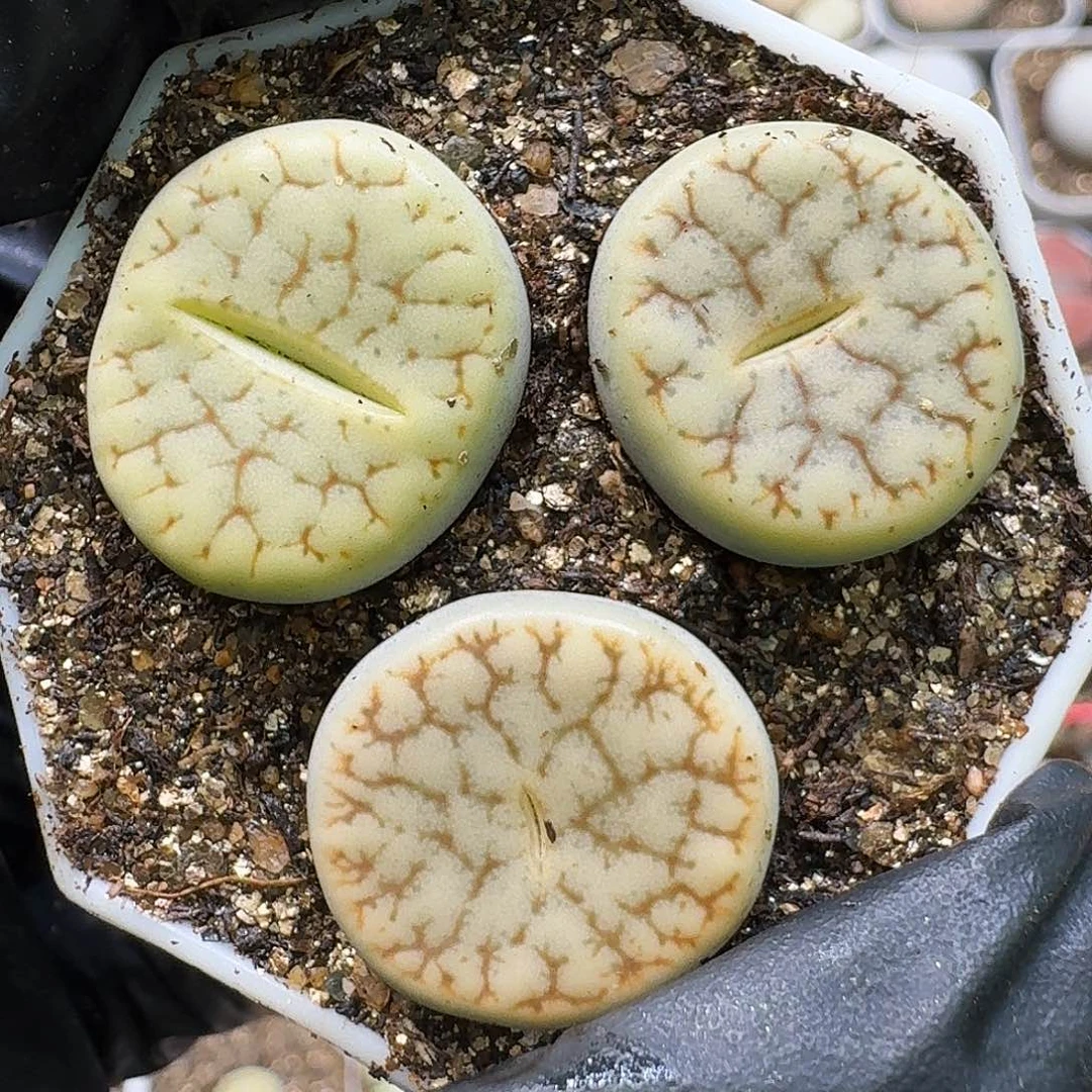 生石花111111。  299