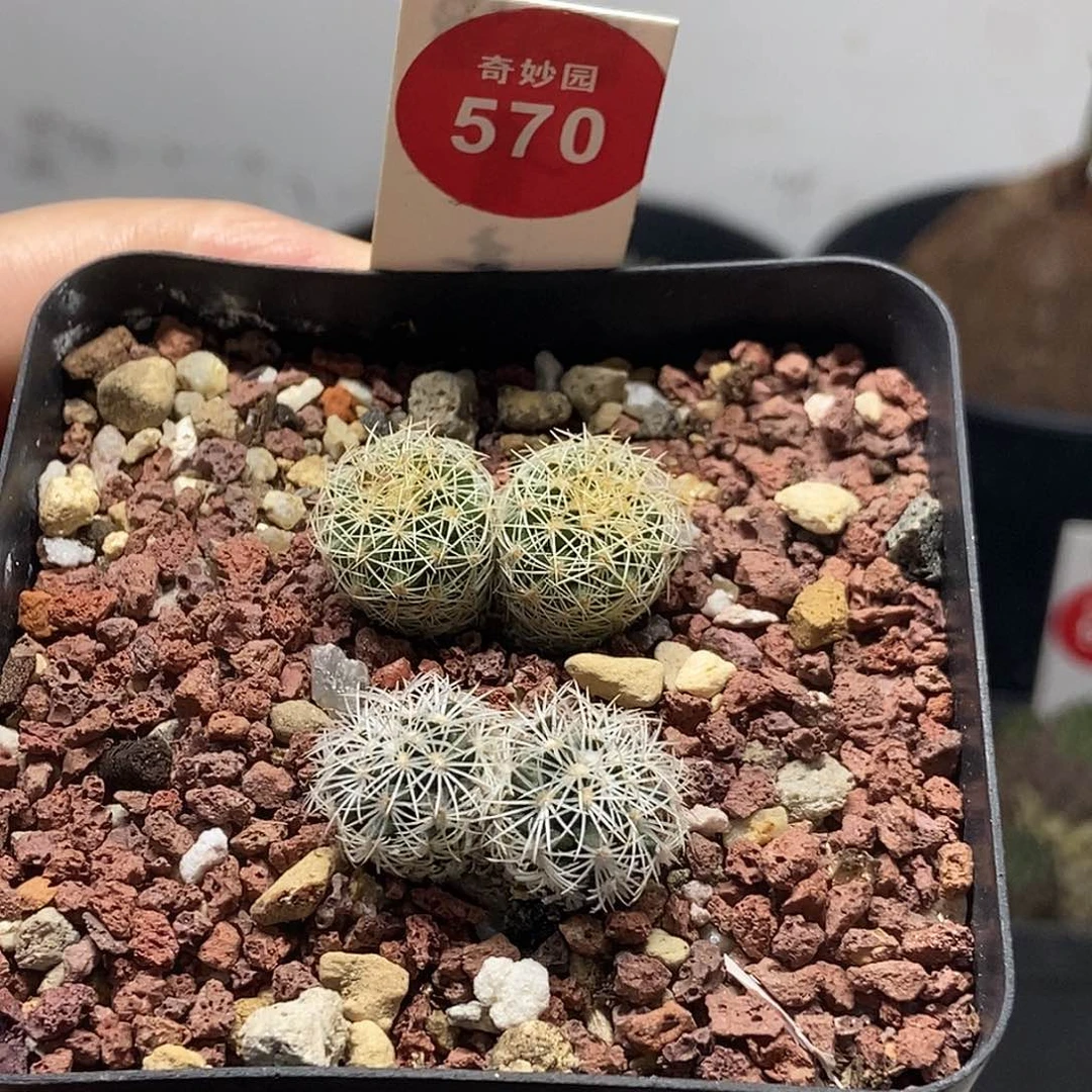 实生双头白琅玉加熏染丸