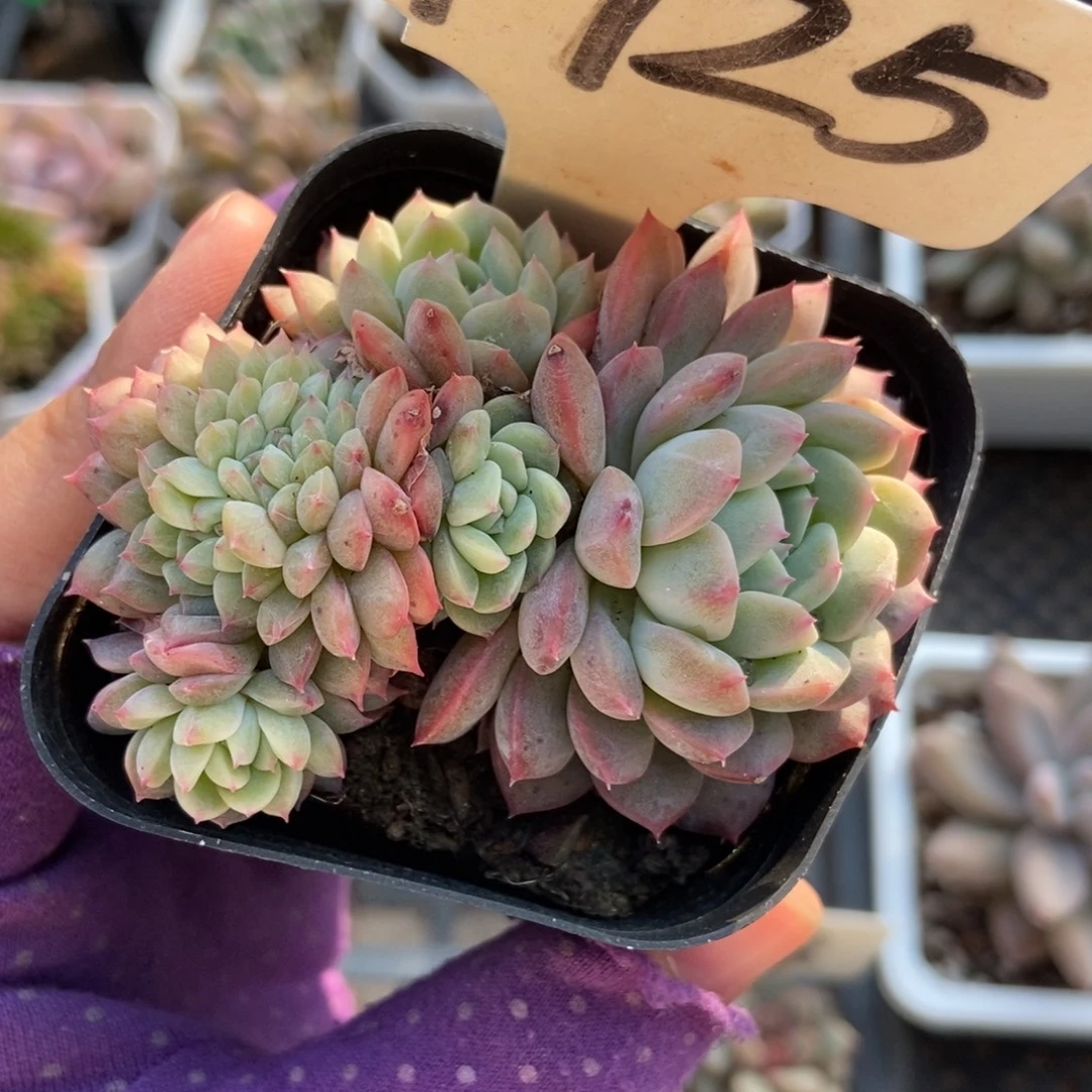 1725冰魄缀多肉植物