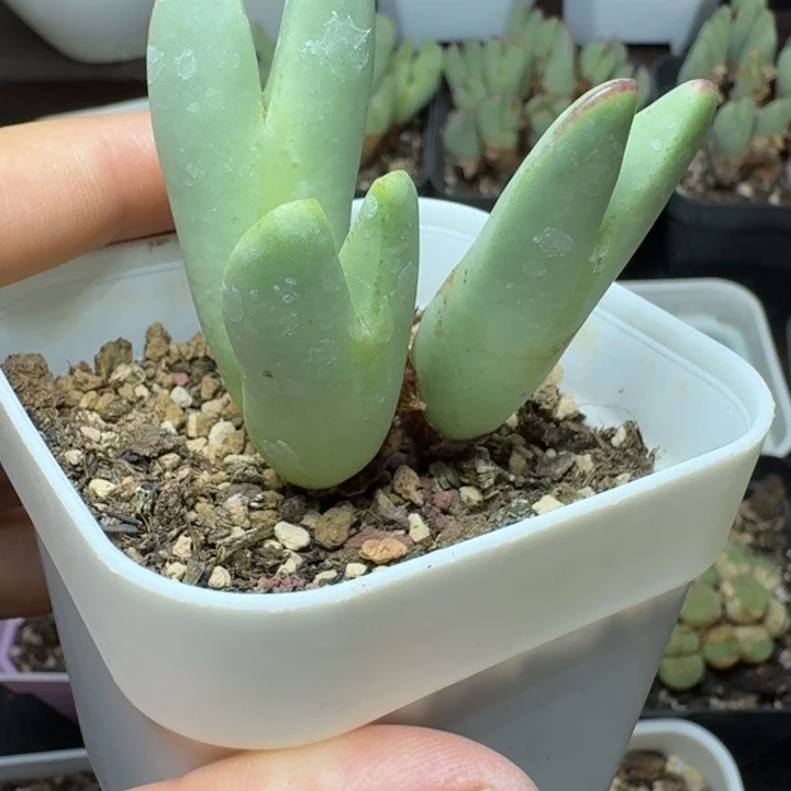 281皮卡丘3头带盆土