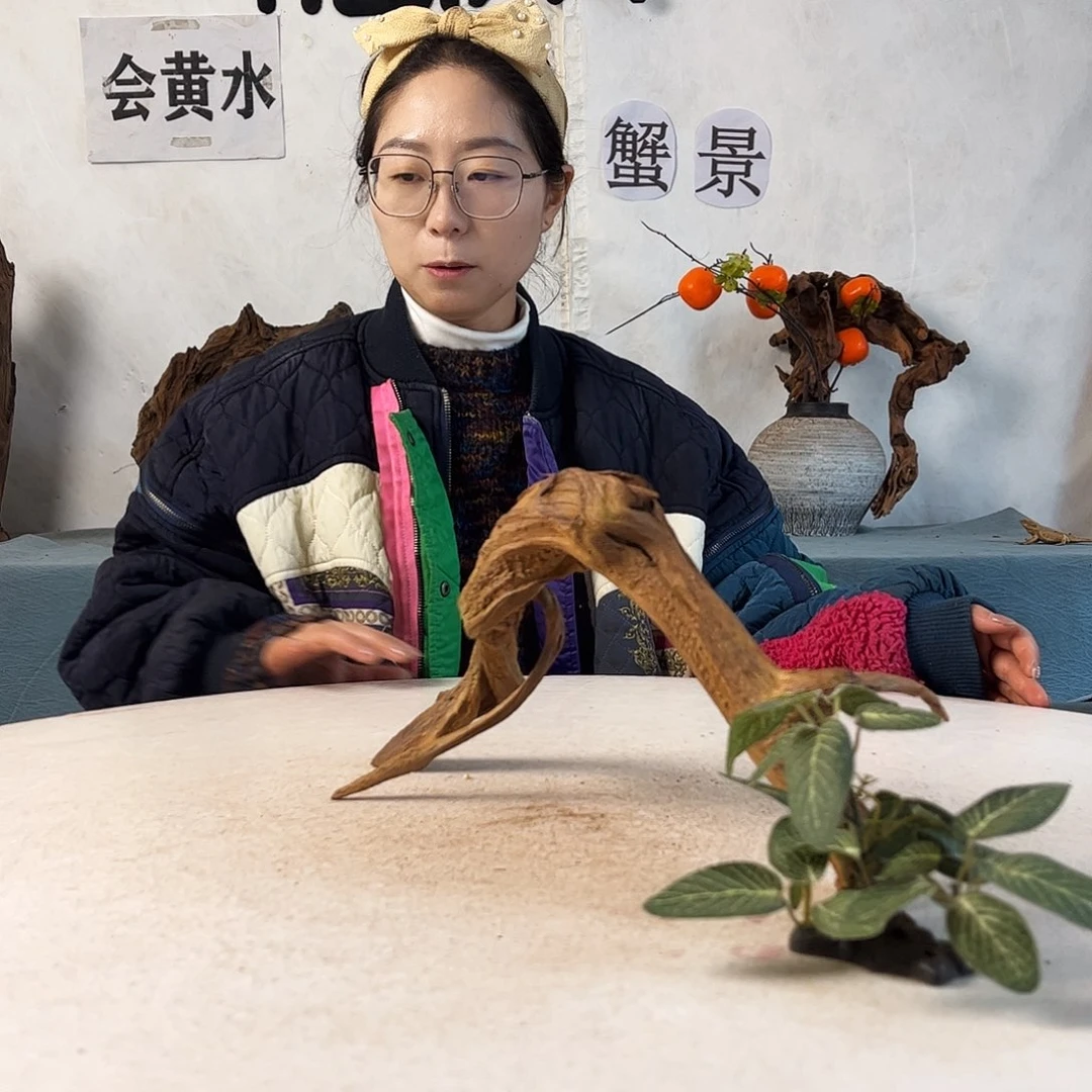 沉木造景寄居蟹造景