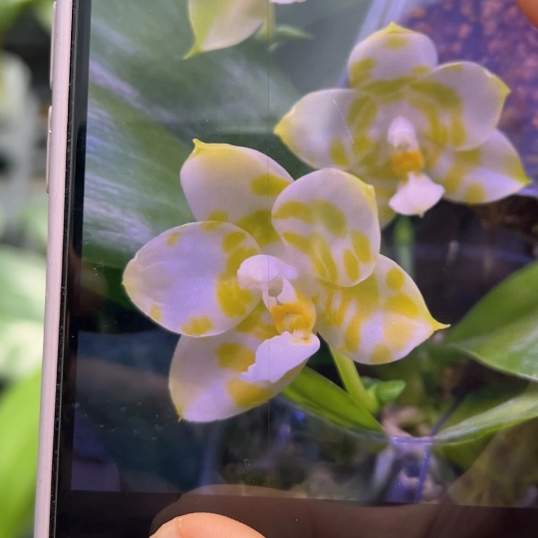 当前无花朵，栽培后可花朵弥陀绿虎
