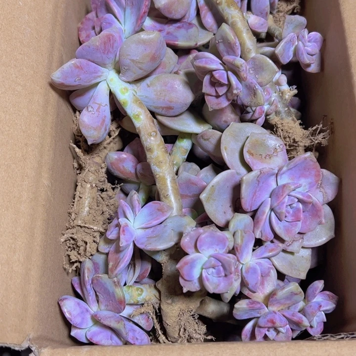 地栽紫乐瑕疵装箱（不售后）