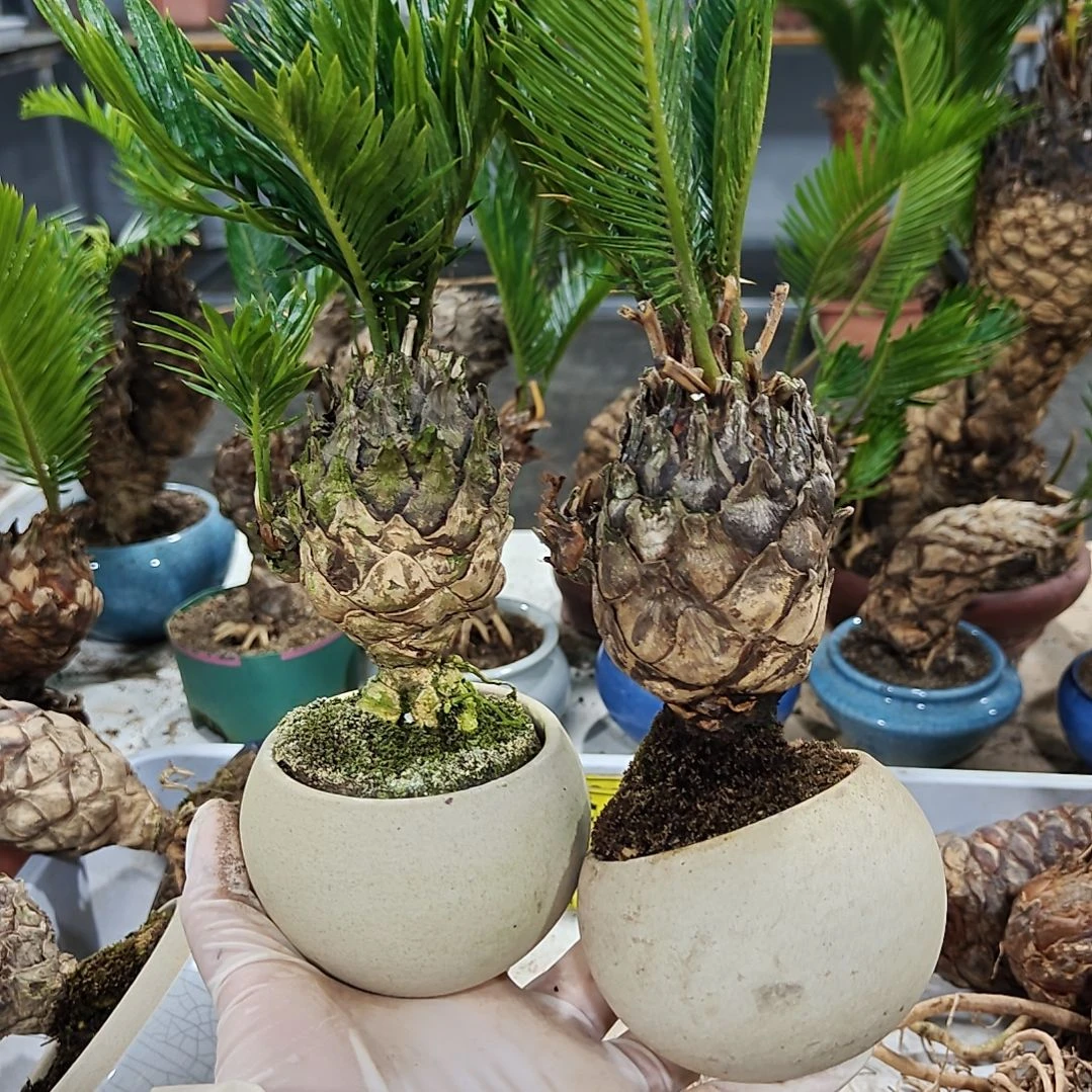 锦***骏无花朵白鳞铁盆景基地价