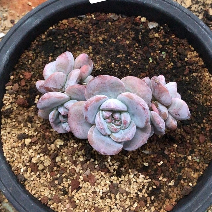 星影石榴籽福利出咯 281