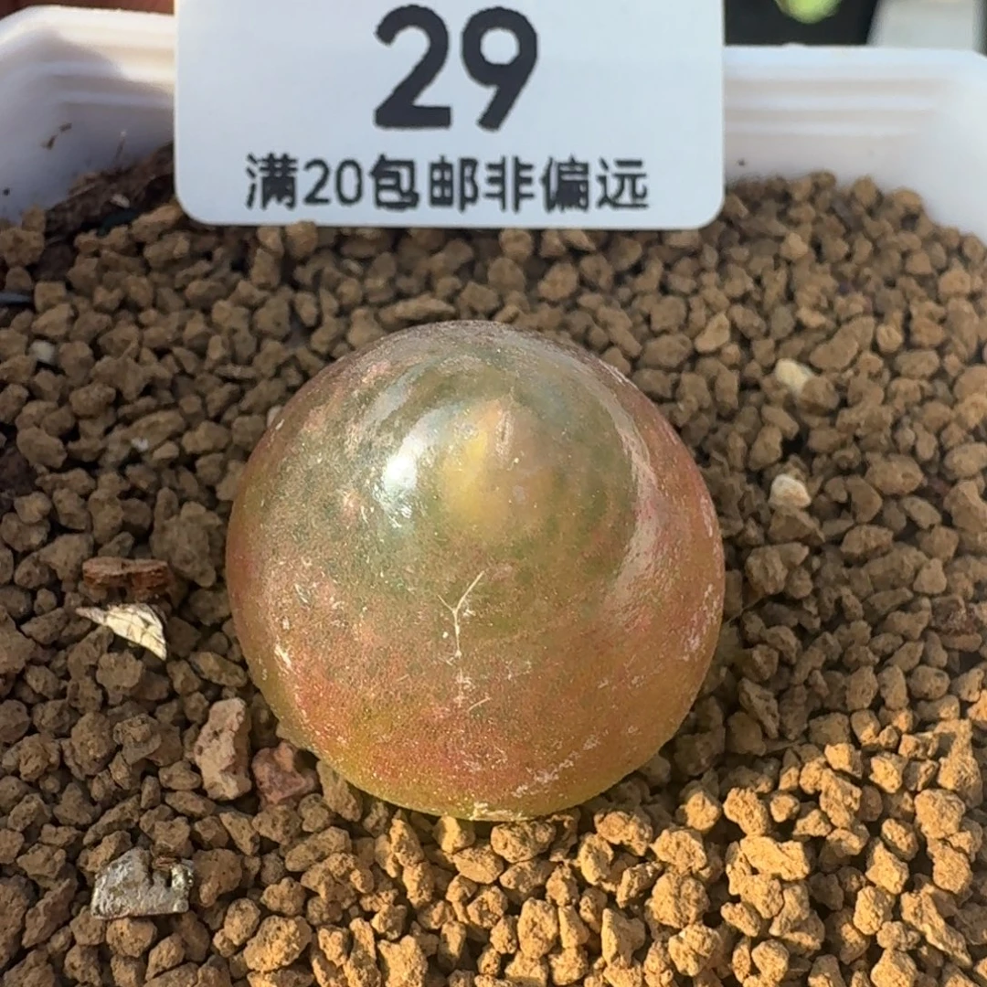 灯泡2.2带盆土。