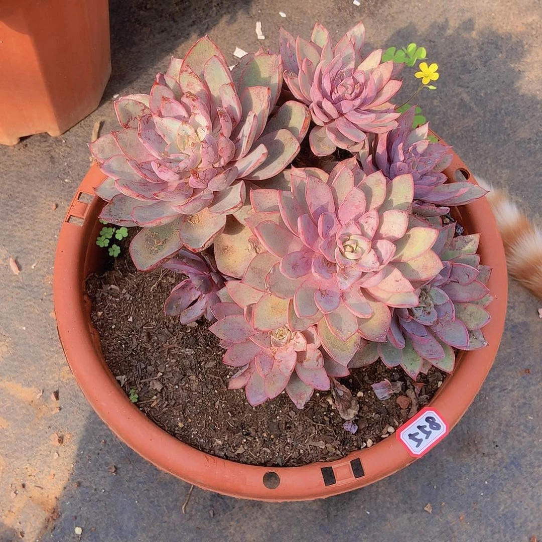 九号一物一拍多肉558赫拉