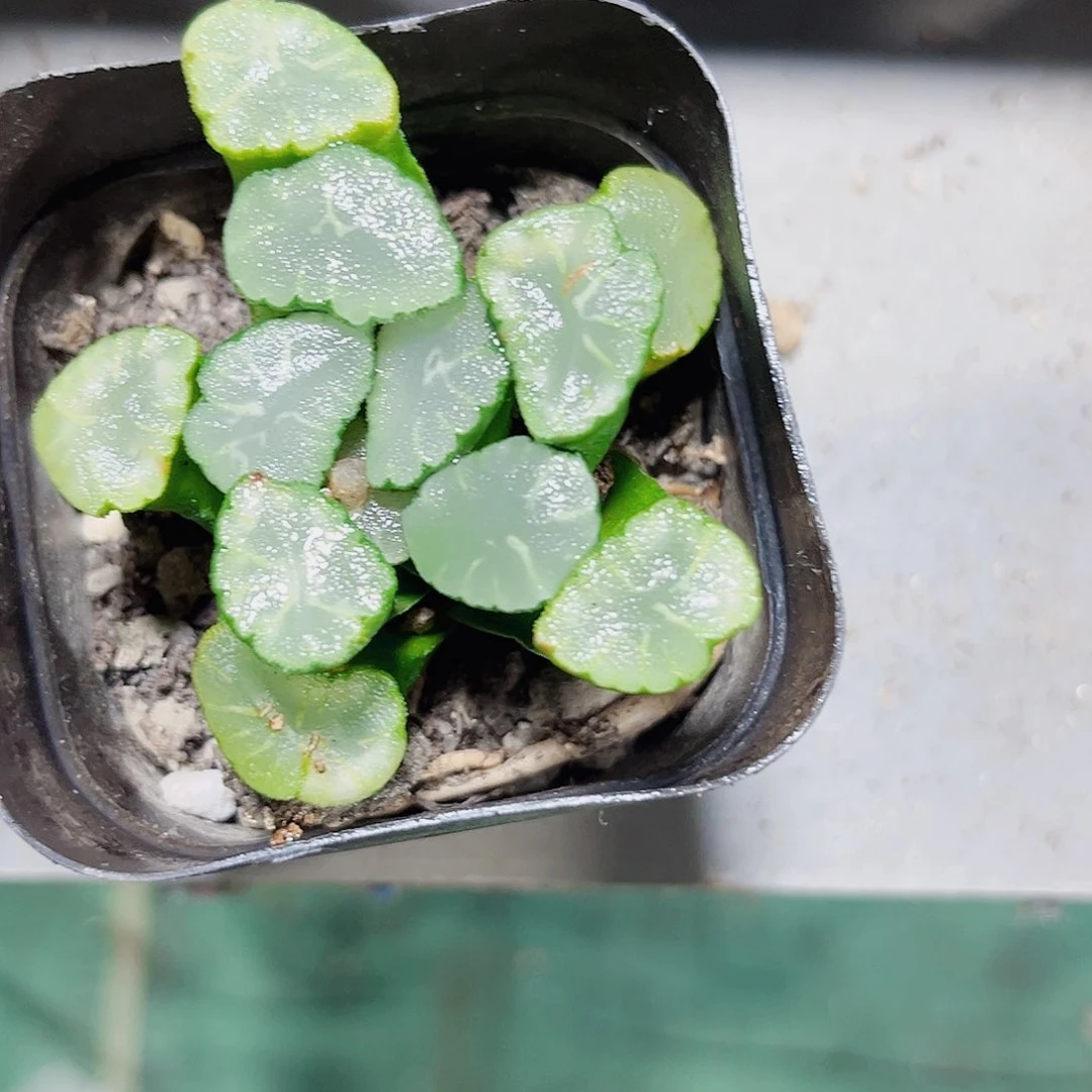 特价万象多肉植物6666