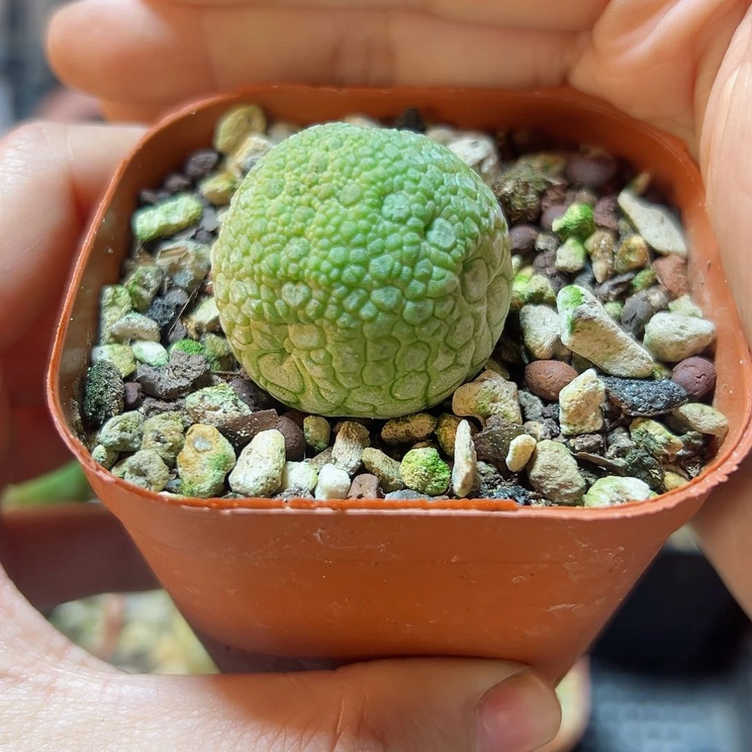 实生凝蹄玉2.5公分带盆