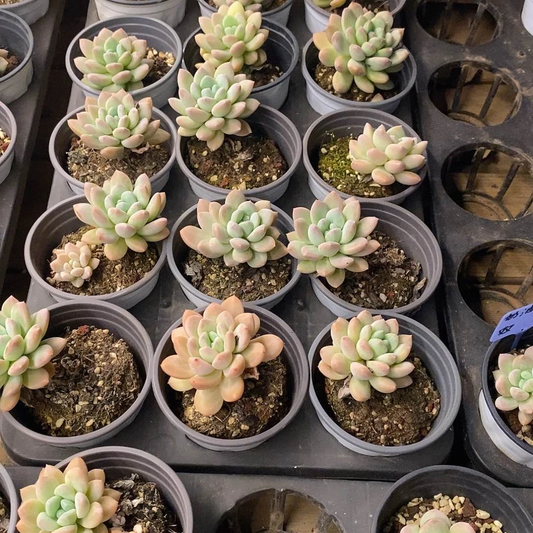 奶油美人多头，福利多多