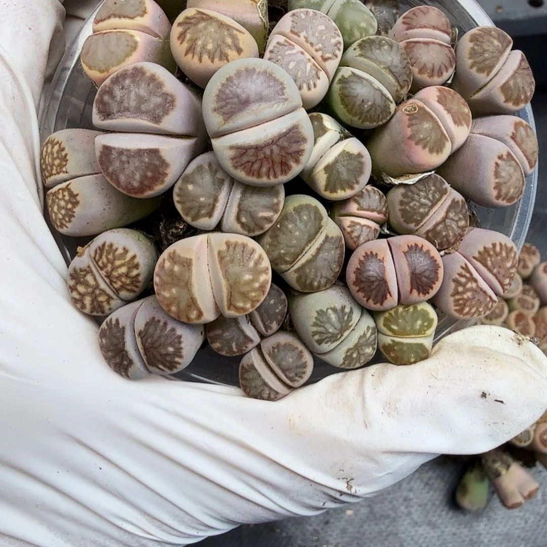 哈哈笑不出话就笑道155这个