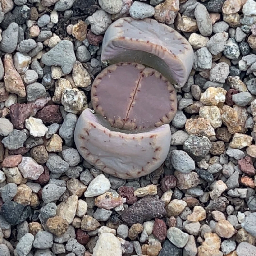 8372净窗粉饼干一颗