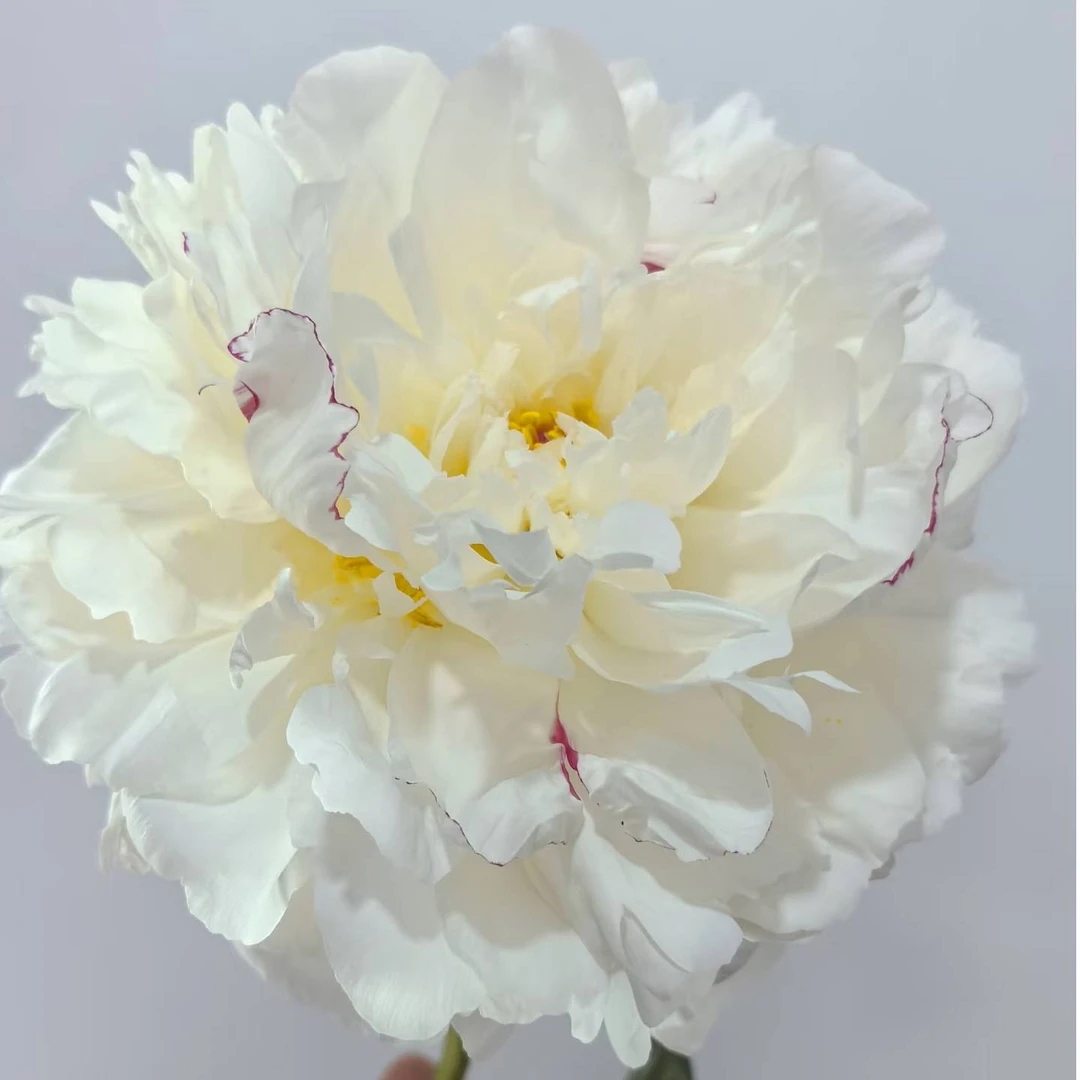 【尼克拉斯】芍药苗白色大花型盆栽阳台庭院花园 包对版包正版