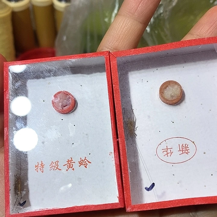 长须大黄蛉两条—今日