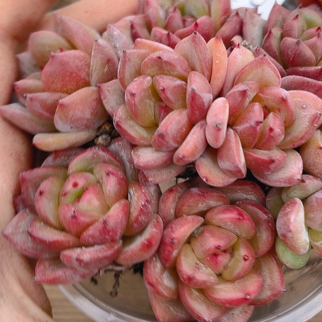 多肉植物多肉植物57