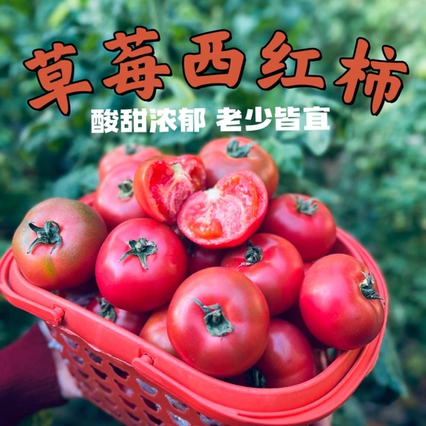 田洼草莓西红柿 儿时的味道 酸甜浓郁  产地直发