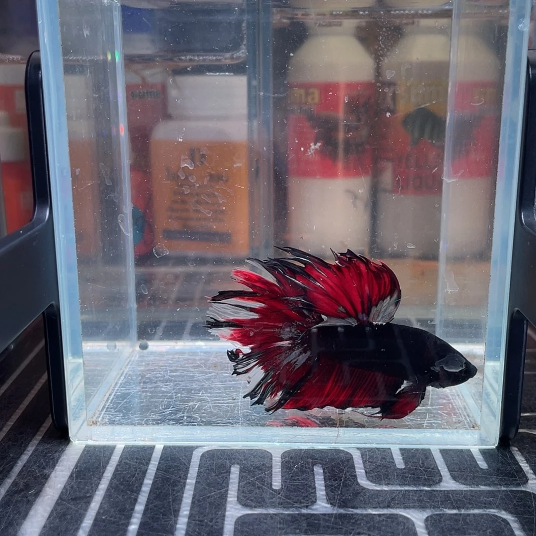 斗鱼1号127号暗黑半月