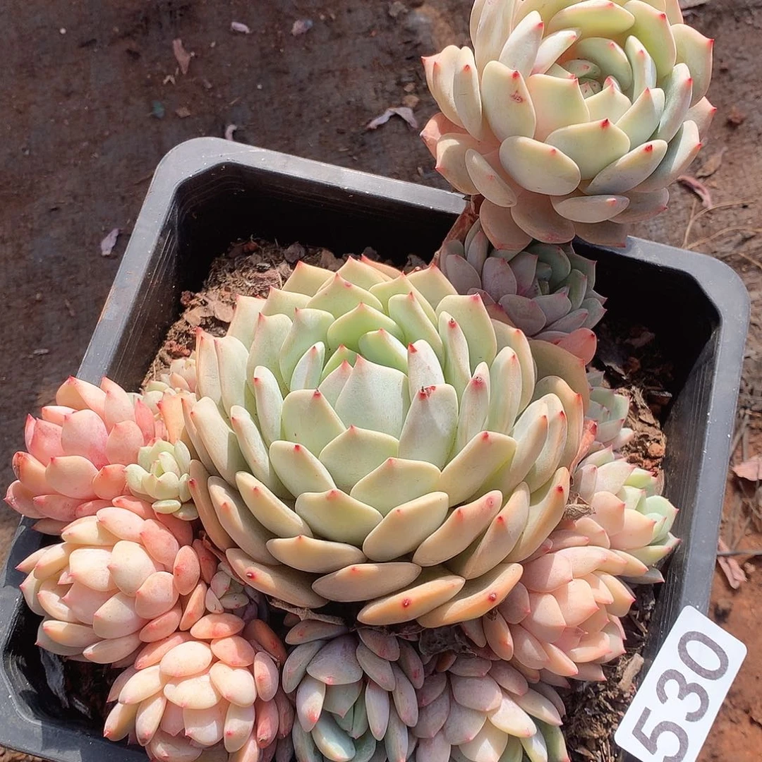 530蓝眼睛 一物一拍多肉