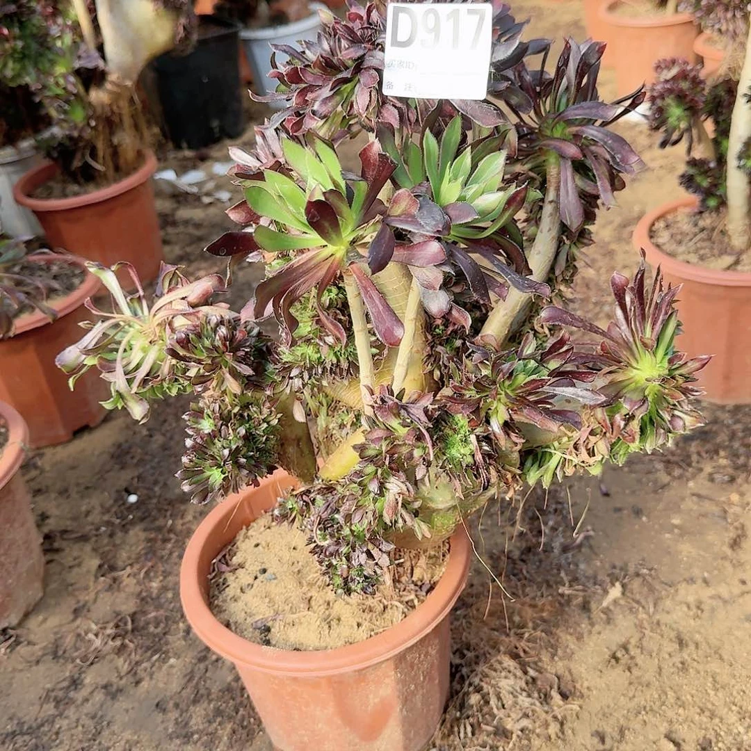 917黑法师一颗呀呀