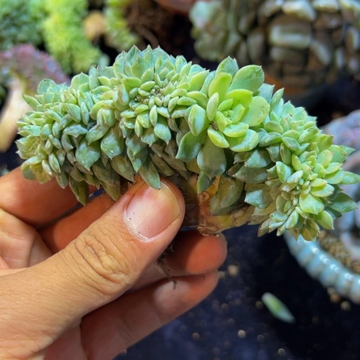 星影 琥珀 琥珀 琥珀