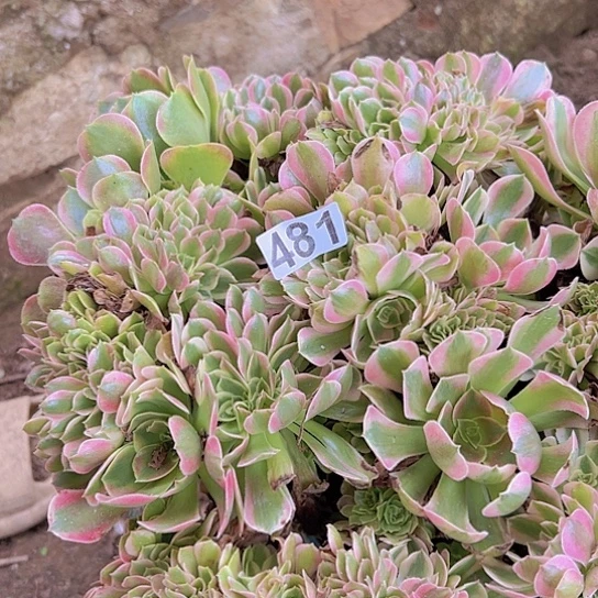 丹***丹多肉植物一个香非追