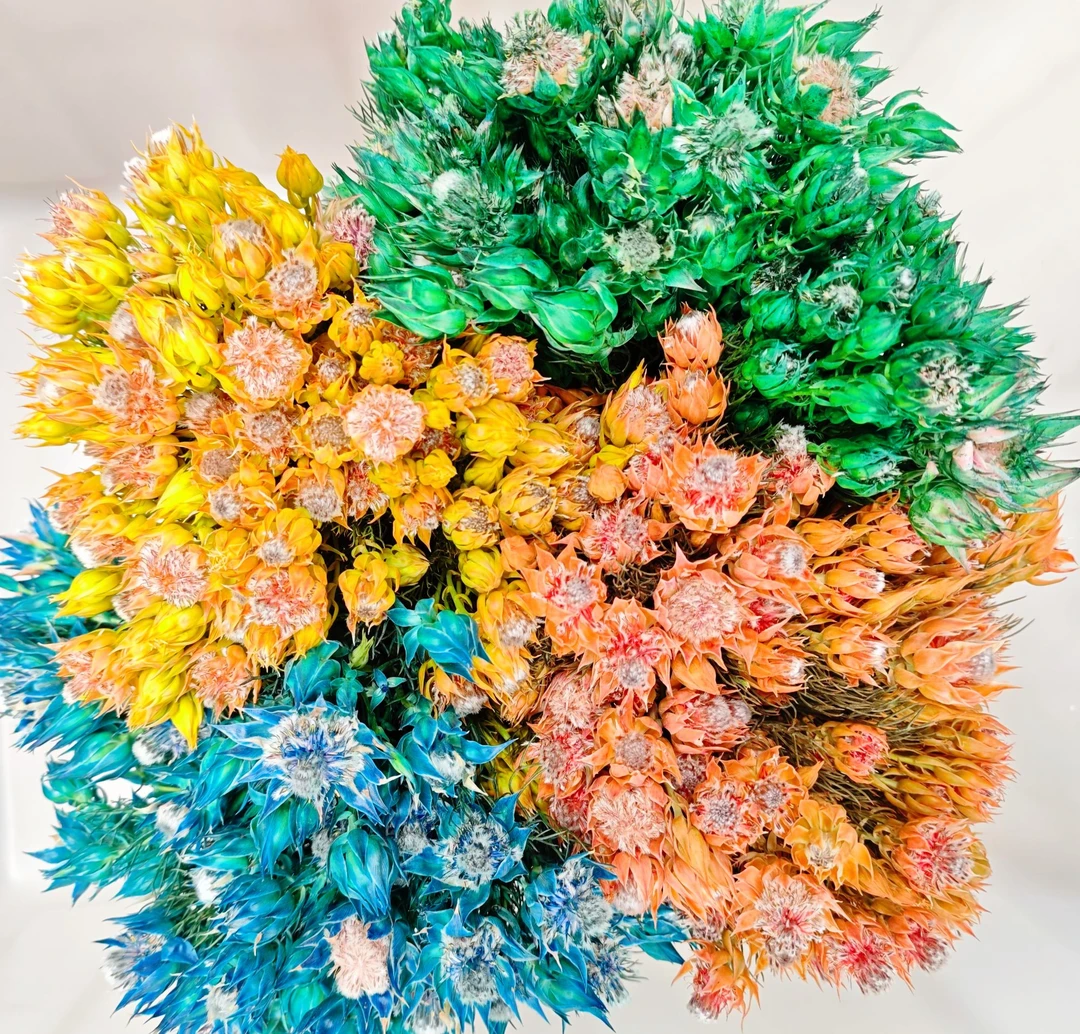 南非染色新娘鲜切花【鲜切花插花】