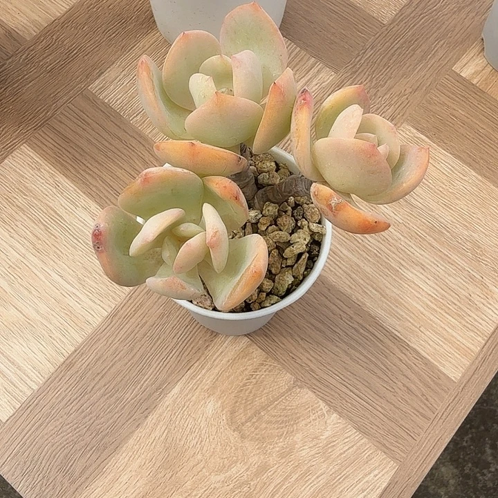 静***音白凤多肉植物一颗