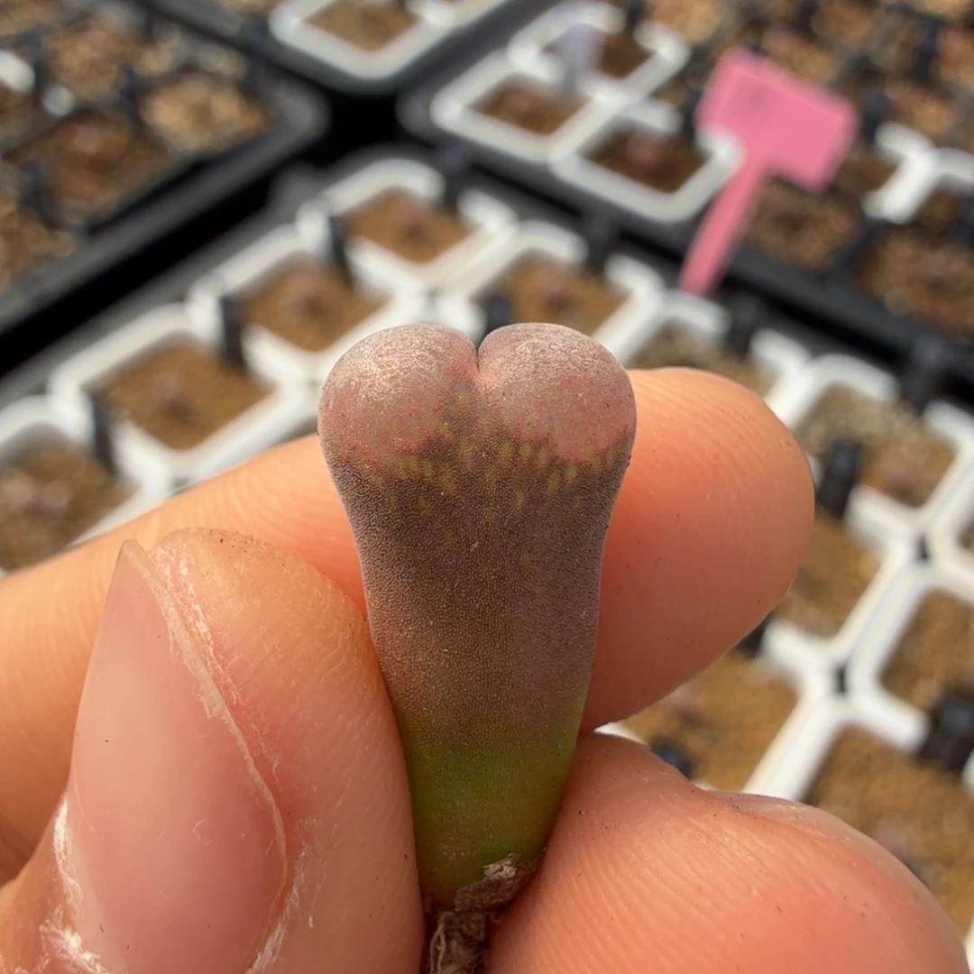 C10 1年 11-22-L10。