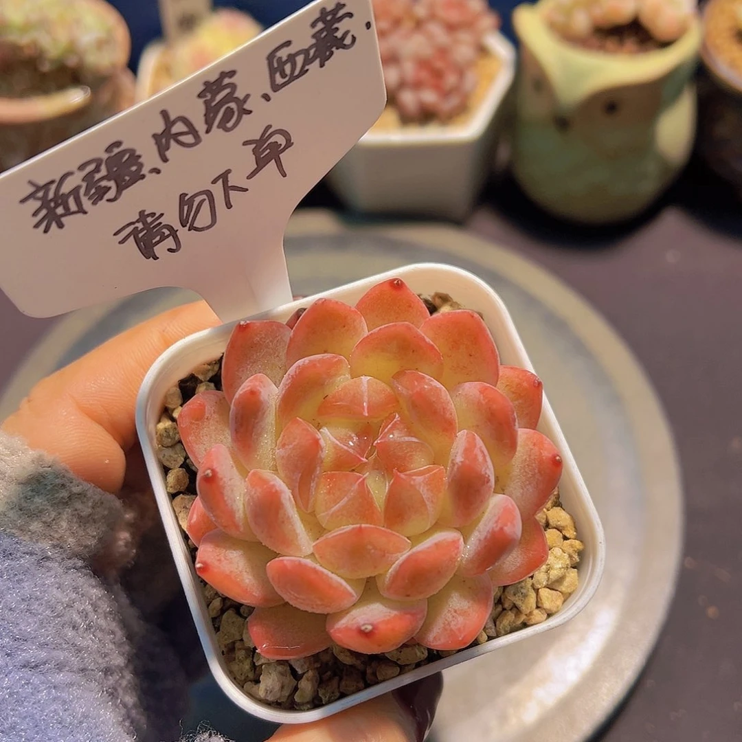 新品，多肉植物，……