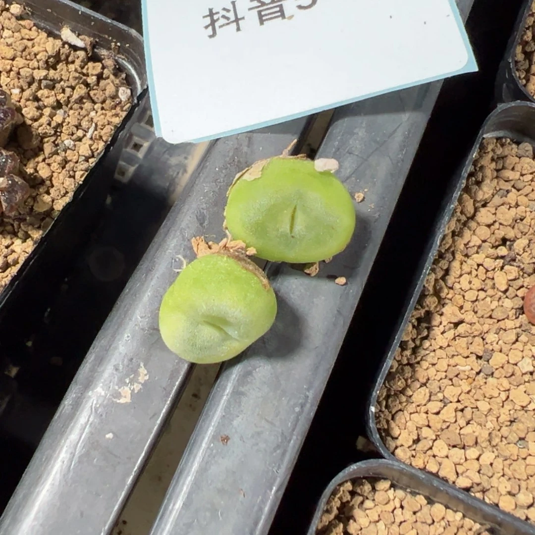 5-18量拍水晶鞋母本5颗