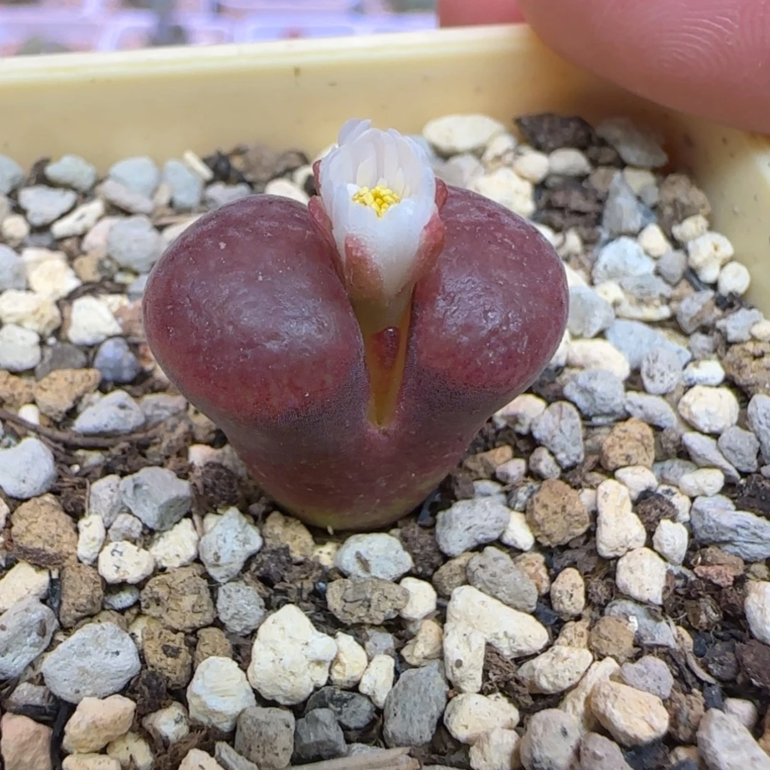 红蛋糕杂交多肉植物