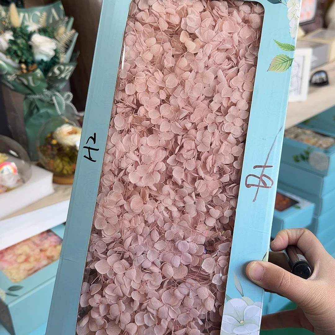 H2看裸粉色大盒绣球