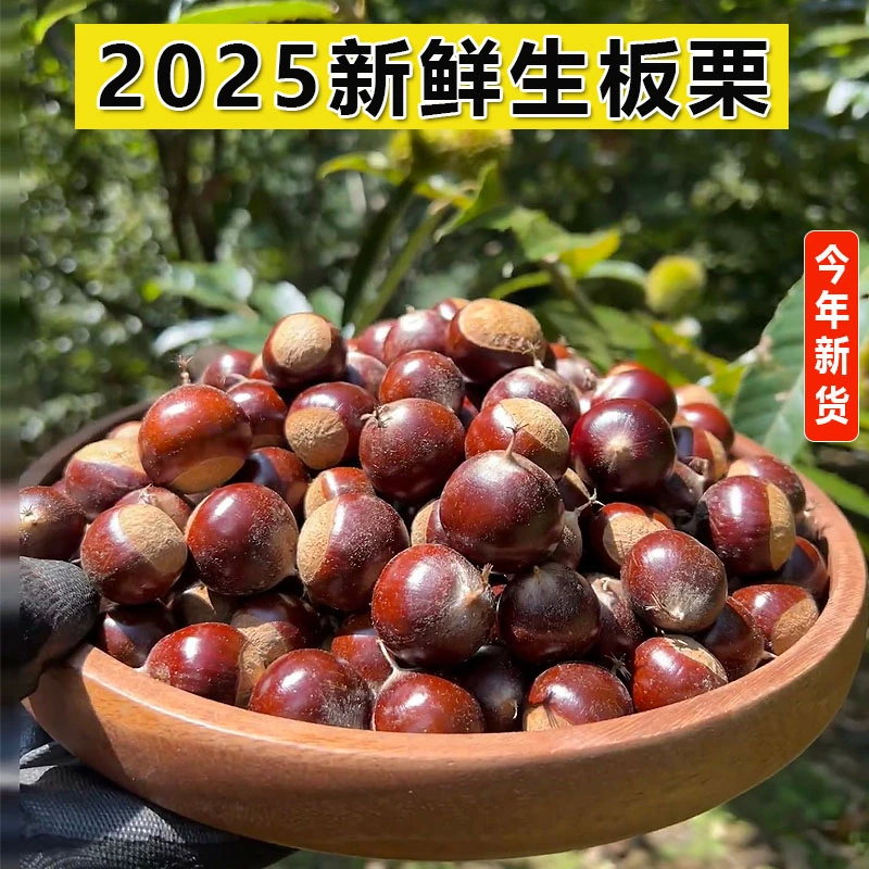 【买3斤送2斤】2025年新鲜现摘高山板栗甘甜清脆生栗子板栗