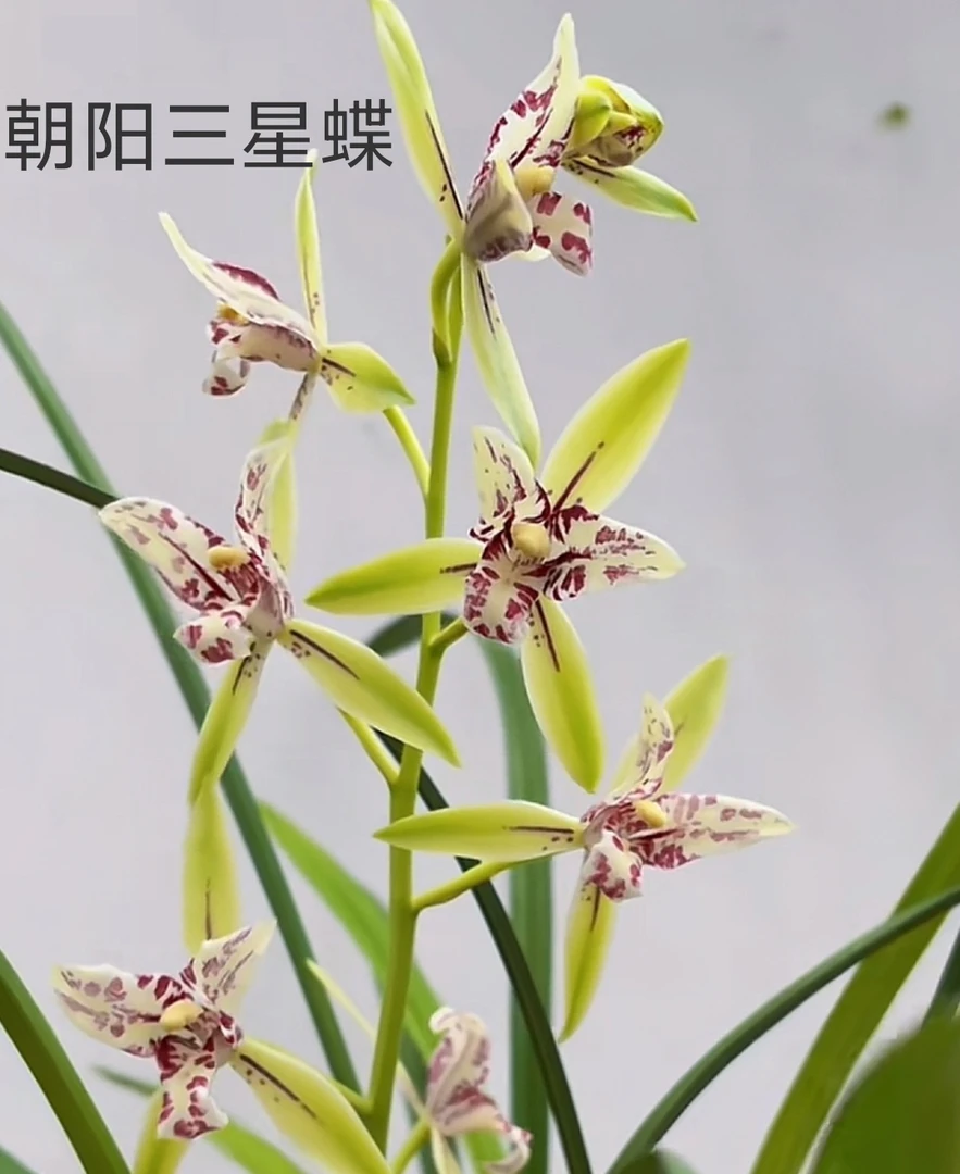 建兰【朝阳三星蝶】浓香花卉盆栽室内绿植四季好养办公室