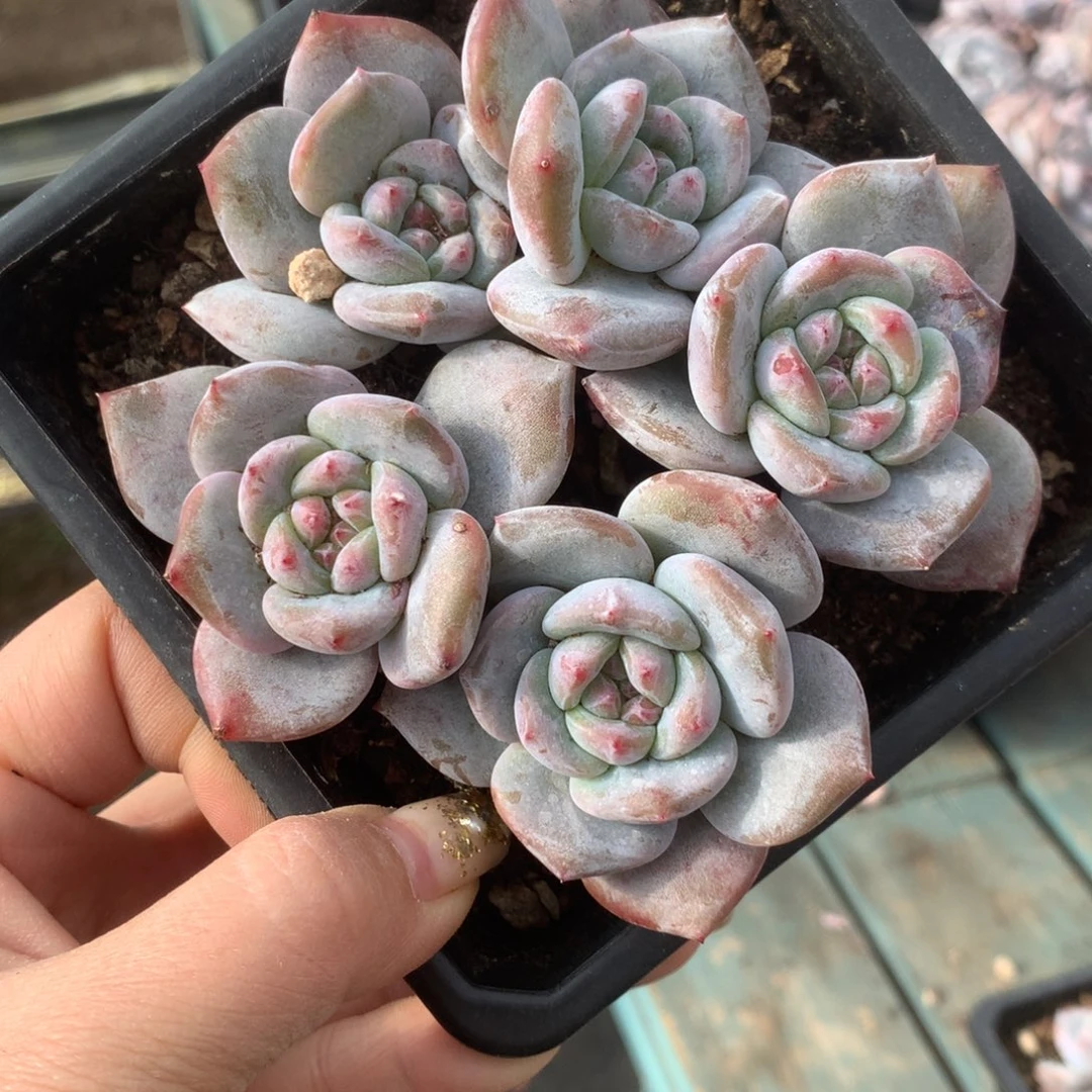 石榴籽哈哈哈哈哈哈哈哈哈哈哈