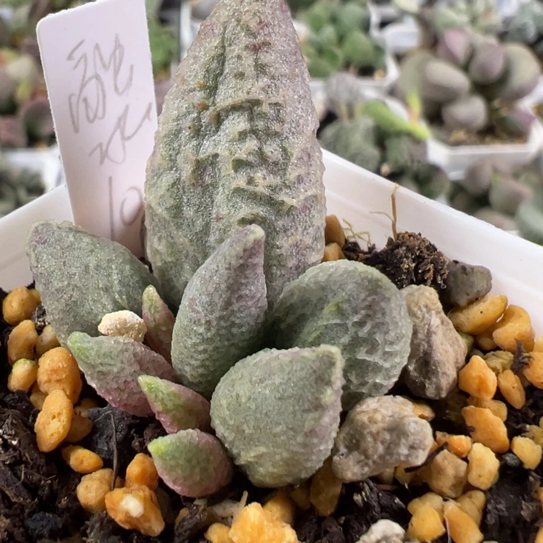 开***孩w融化纹冰淇淋多肉植物水泡