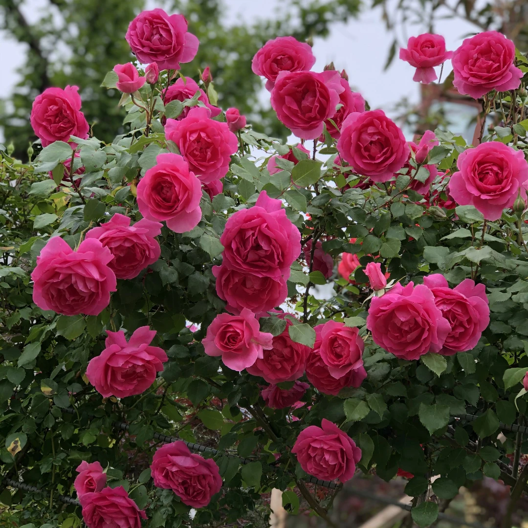 带花苞大游行-月季爬藤植物五色藤本宝石月季花苗阳台庭院多蓝色